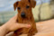 Stella Orientales Ruby