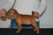 Andeless Pitz Inca