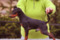 Majowy Fen Lichnerowicz Kennel