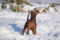 Alma Stefanski Kennel