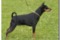 Airam's Black Zabarit