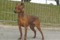 Tina de la Ferme des Minis Dogues