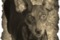 Humblepup Queniva