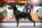 Majestic Dream Line Zeev