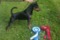 A'dreams Black Canis
