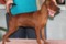 Impala Ginger Muki