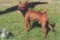 Cosmic Baby Gaius
