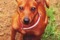Sorita's Lotus Tuff Decision