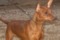 Humblepup Quick Step