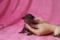 Majestic Dream Line Harriet