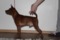 Humblepup Wild One