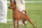 Royal Boru Sleipner