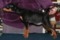 A'dreams Black Bellina