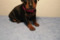 Stella Orientales Elizabeth