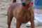 Bohayskiy Talisman O'lady Layla