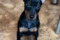 Zvon Taigi Diamond Black