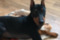 Exellent Lion Teri Black