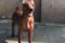 Milo Chu Cao Hai Kennel