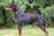 Denwest My Starson