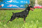 Majestic Dream Line Jose Macia