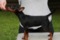A'dreams Black Udessa