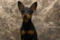 Black Ardor Martin