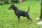 Ariok Black Aramis