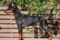 A'dreams Black Layla