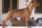 Magnum Boy D'es Galdent
