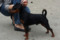 Multatuli Yappy