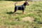 Stella Orientales Lucia