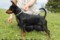 Bellocean's Blacky Bellagio