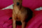 Artu Claudia Gaudini Greenvalley