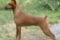Sorita's Red Sky Rodeo Queen