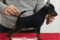 Trueno Black Blood