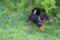 Regina's Minpin Opal