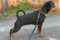 Cane Incanto Angel