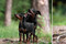 Monblan Kennel Princess Pippi