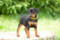 Ten Luny Tagetes Taori