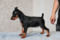 Multatuli Twiggy
