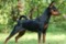 A'dreams Black Ulrika