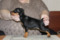 Hardy Hunter Sibilla Treloni