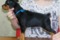 Brift Star Kenzo