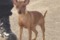 Pindogin Heather