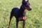 Puppy Des Lutins De La Cerisaie