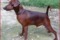 Helen Hoff Lexys Golden Boy
