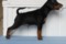 Mildstream Moves Like Jagger