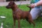 Dreamer De Thyssen Kan