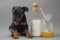 Honey With Milk Black Dragon