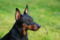 Lovelas Lorenzo La Vita Bella